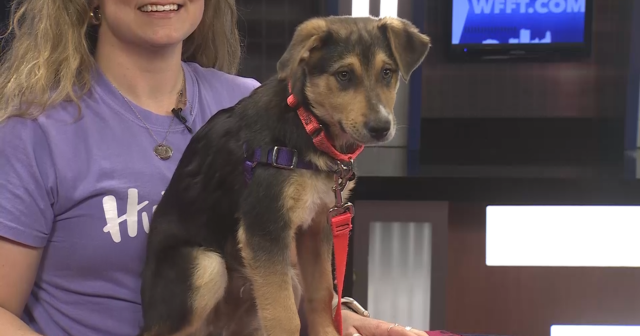 PAWS-itively Pets: Nick Jonas
