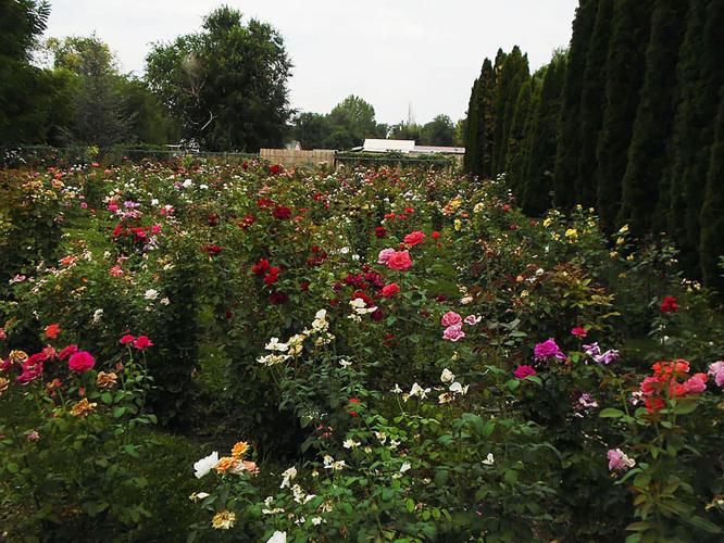 How rare rose collectors save some flowers from extinction News