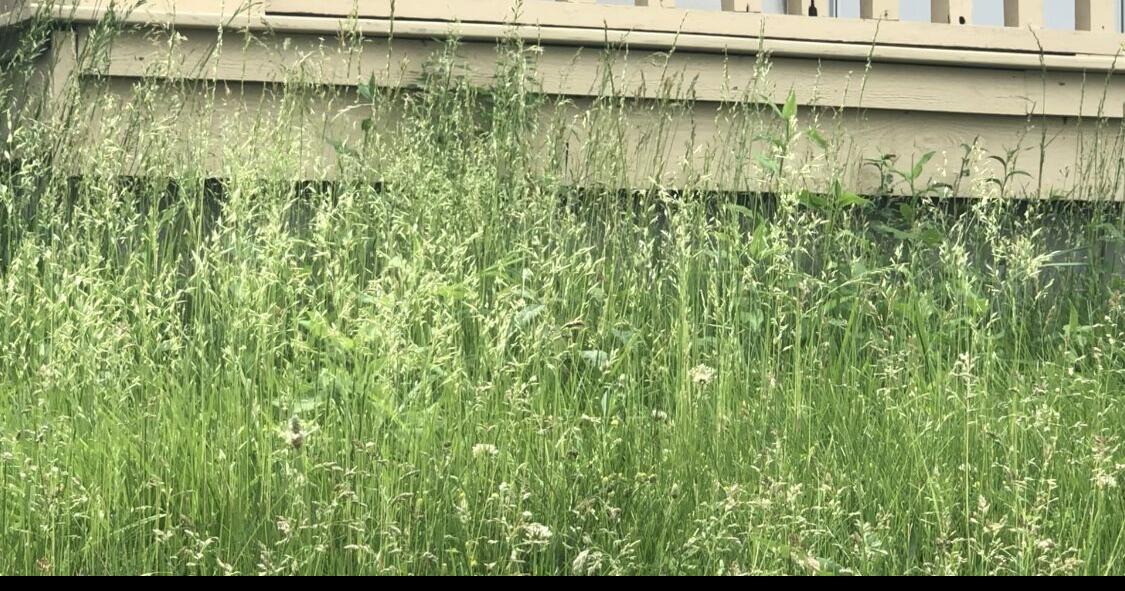 City of Fort Wayne enforces lawn maintenance, wants grass no higher