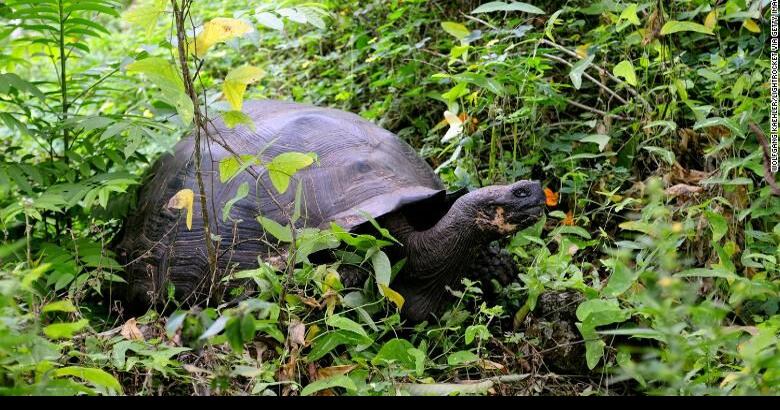 15 giant Galápagos tortoises found slaughtered