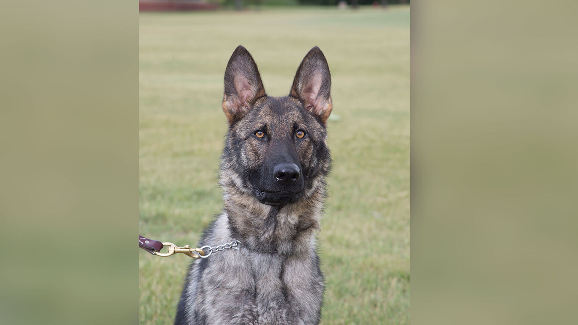 Police dog helps rescue 80 year old hunter after he fell into a