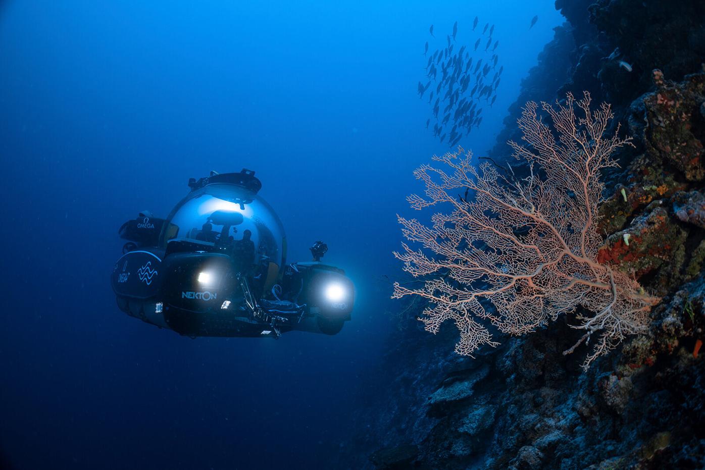 Ocean census aims to discover 100,000 previously unknown marine species |  News | wfft.com