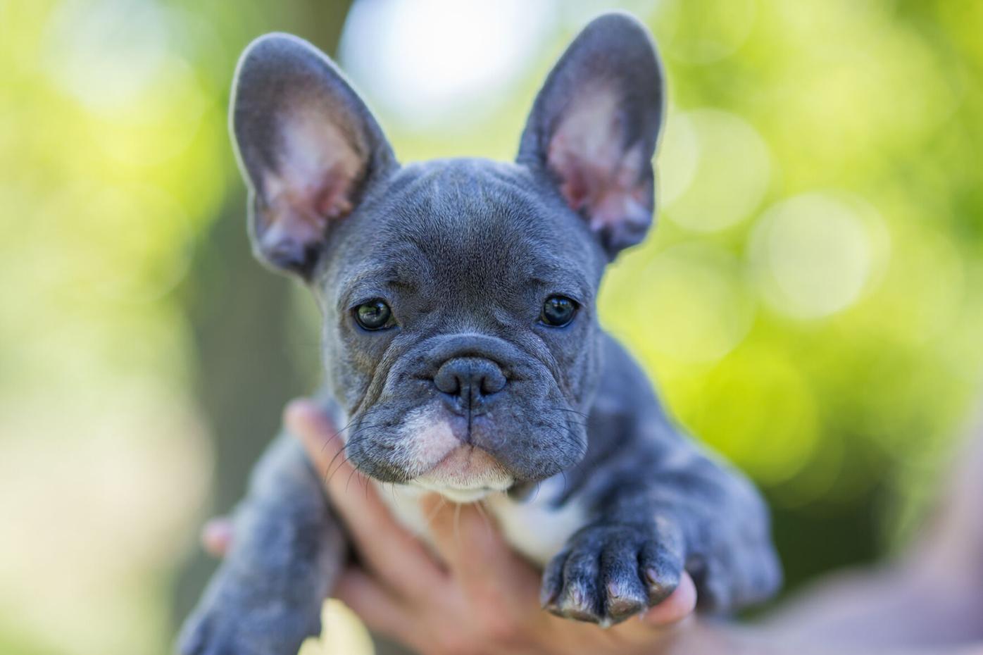 how much is a french bulldog puppy cost
