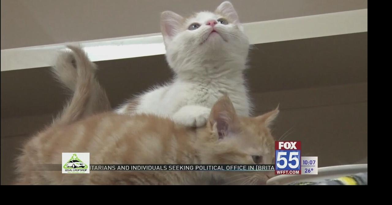 Fort Wayne Animal Care and Control preparing for kitten adoption season