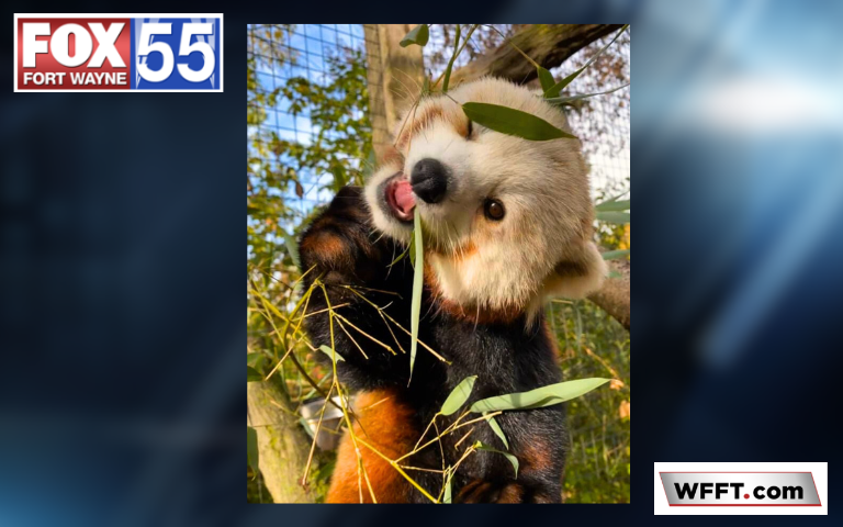 Anne, Fort Wayne Zoo's Red Panda Turns Six 