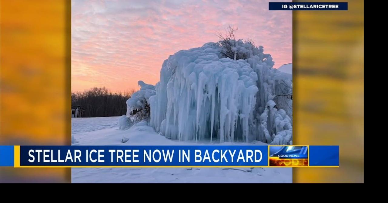 Stellar Ice Tree enjoys the last moments of winter weather | Good News ...