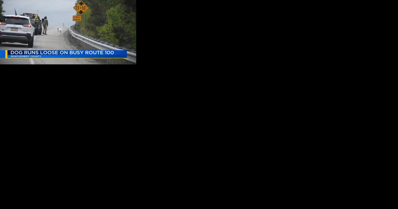 Dog on the loose slows Route 100 traffic through MontCo - Vimarsana News