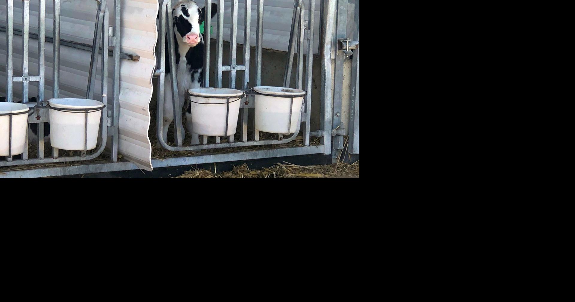 Drop in demand forces Berks dairy farmers to dump milk | Coronavirus ...