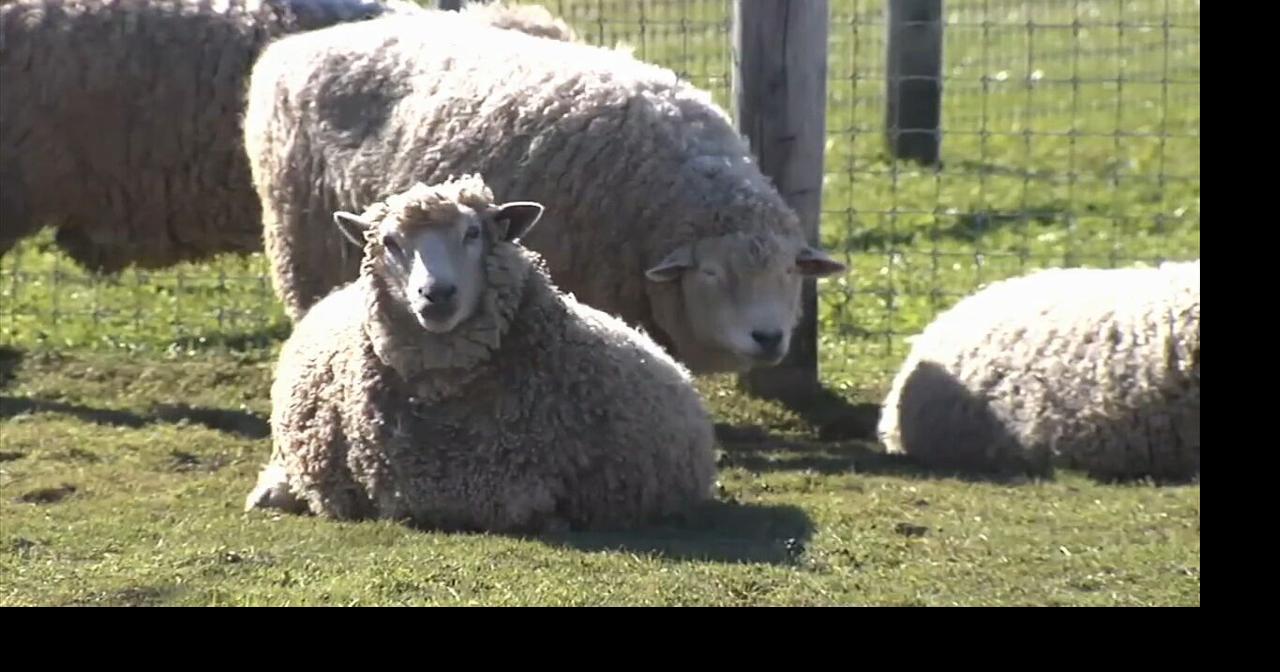 From sheep to shawls: the 'Baaahd Girls