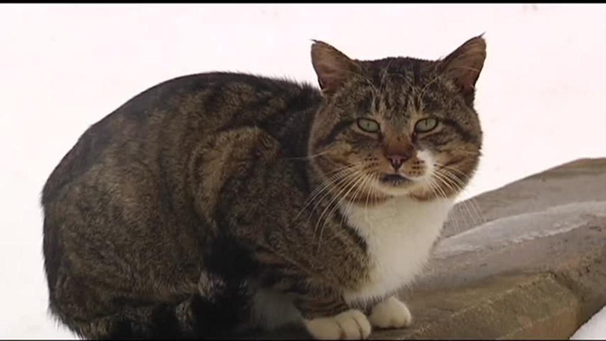 Local Man Starts Coalition Supporting Feral Cats In Lehigh Valley Lehigh Valley Regional News Wfmz Com