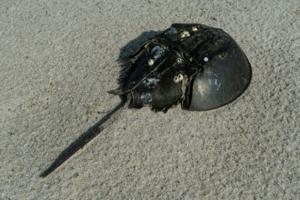 Conservationists sue Trump admin over inaction on horseshoe crabs