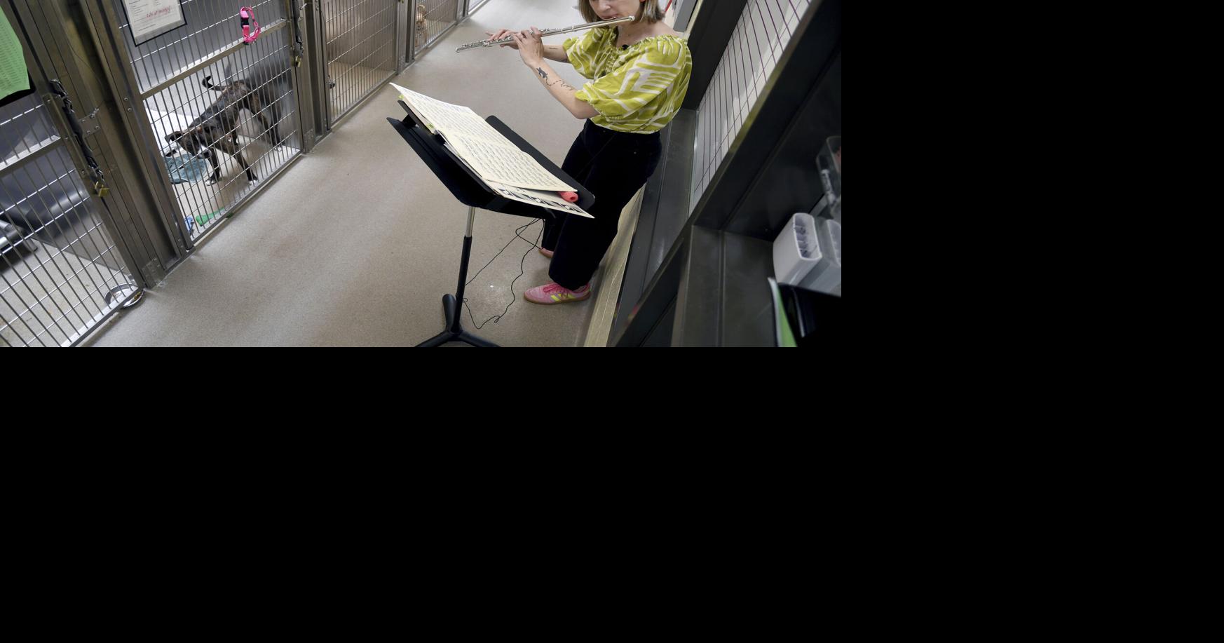 Volunteers play music to soothe shelter animals