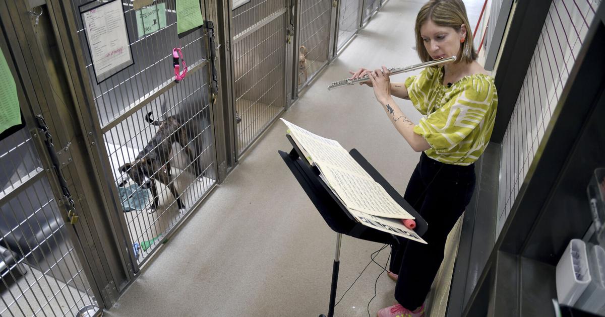 Música para Mascotas: Un Niño de Houston Alivia el Estrés de los Animales en Refugios con su Música