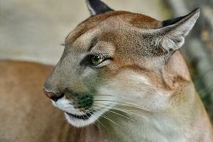 US woman killed in rare suspected mountain lion attack