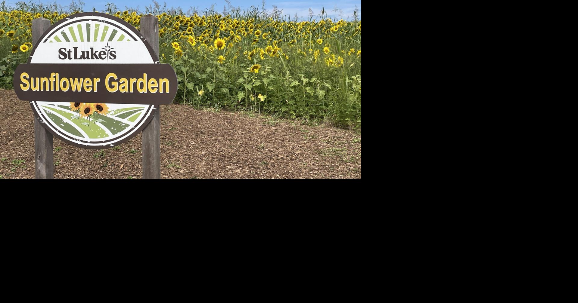 St. Luke's sunflower garden blooming