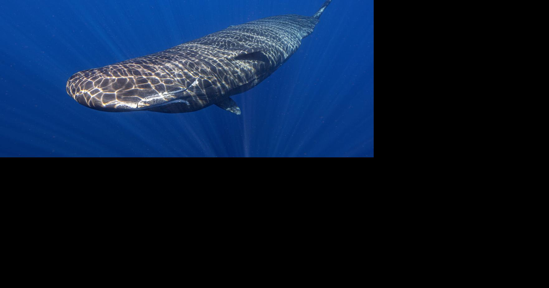 Scientists captured female sperm whales on video working together during a birth to protect the calf