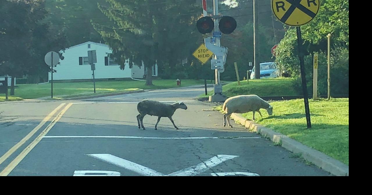 75 goats and sheep escape Hackettstown livestock auction News