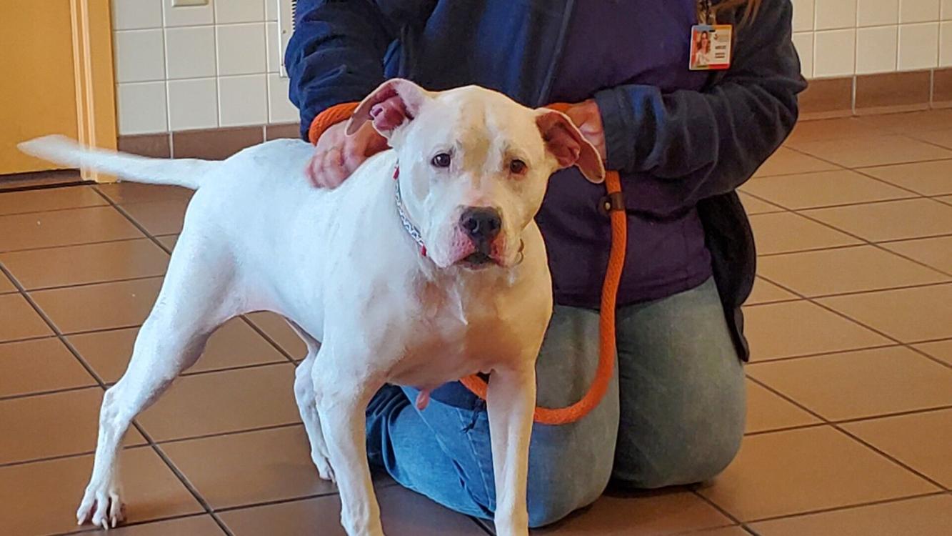 National Adopt a Senior Pet Month seeks to find forever homes for older furry friends Berks