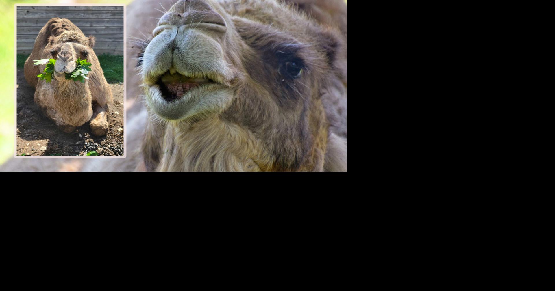 Lehigh Valley Zoo mourns loss of 2nd camel | Lehigh Valley Regional ...