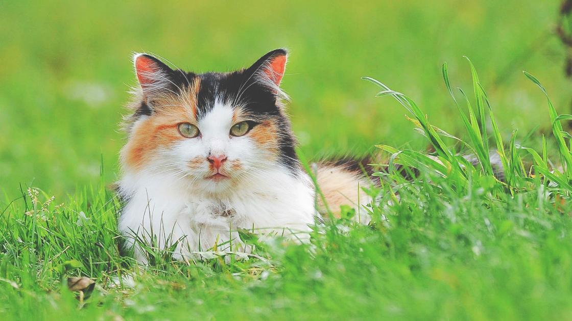 Partnership To Provide Free Services For Free Roaming Cats Berks Regional News Wfmz Com