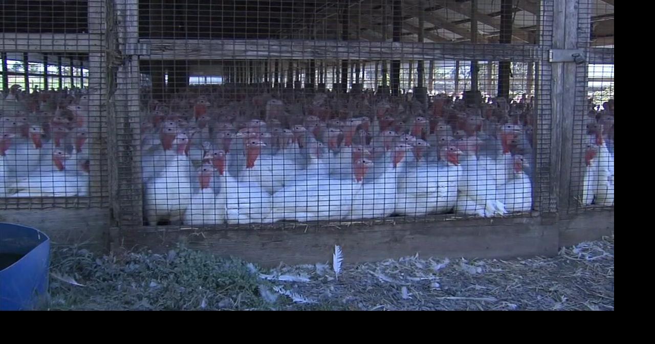 Jaindl Farms among the latest hit with bird flu ahead of the holidays