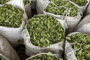 Mideast war leaves 6,000 tonnes of tea stuck at Kenya port