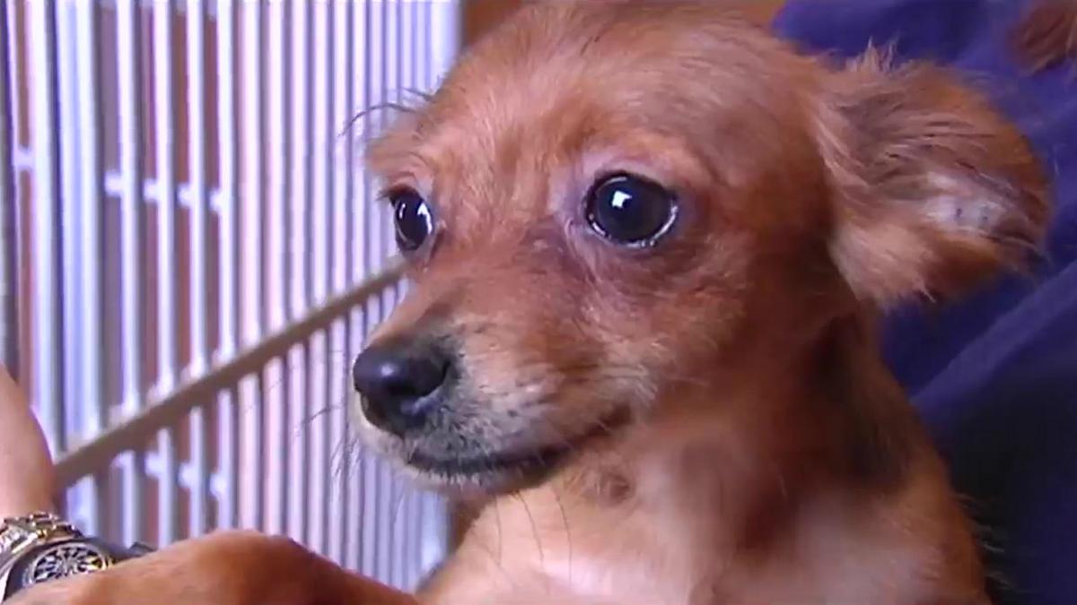 Bucks County Spca Needs Help After Rescuing 160 Cats Dogs Over