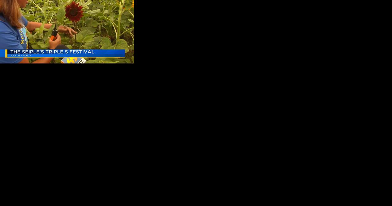Sunflowers, corn and more expected to attract customers during Seiple Farms festival - Vimarsana News