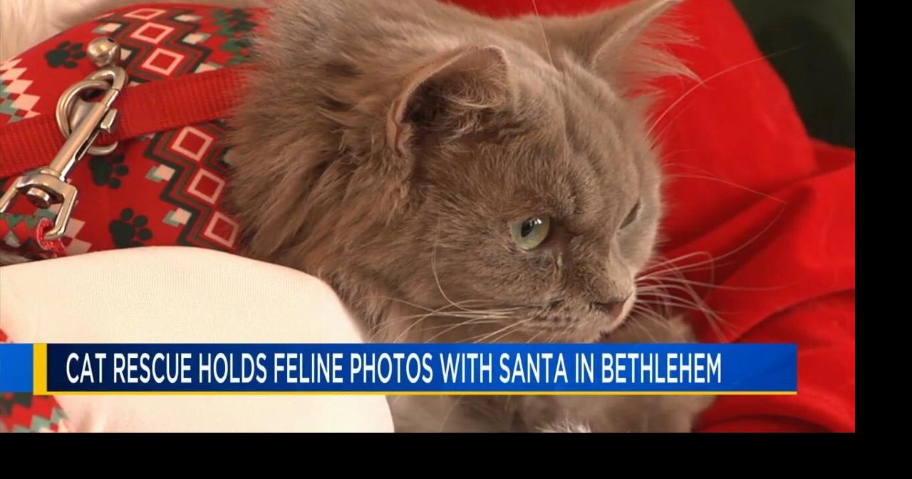 Rescue cats get photos taken with Santa in Bethlehem | Lehigh Valley Regional News