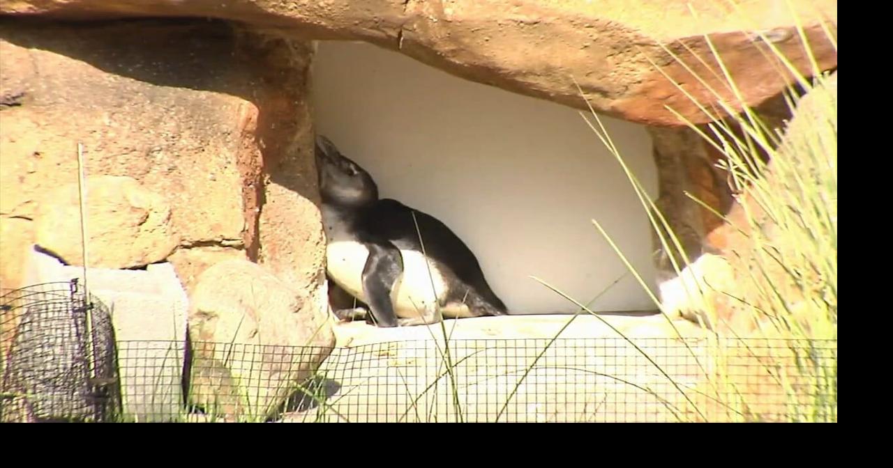 'We're excited': New African penguin Fritz charms visitors at Lehigh Valley Zoo