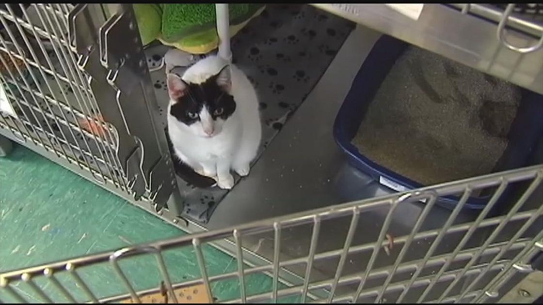 Area Animal Shelters Keeping Busy During Coronavirus Outbreak
