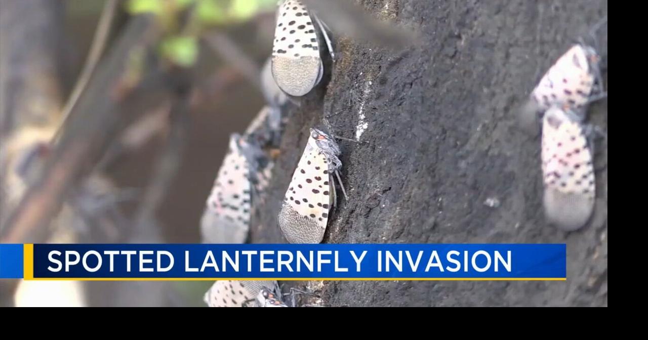 Spotted lanternflies popping back up again. How experts say you can help keep population down