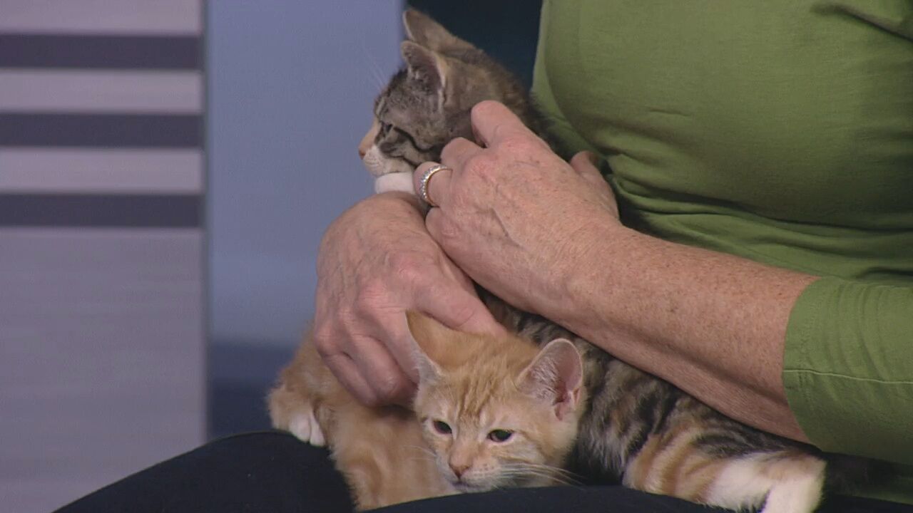 Kittens rescued from NYC need a forever home