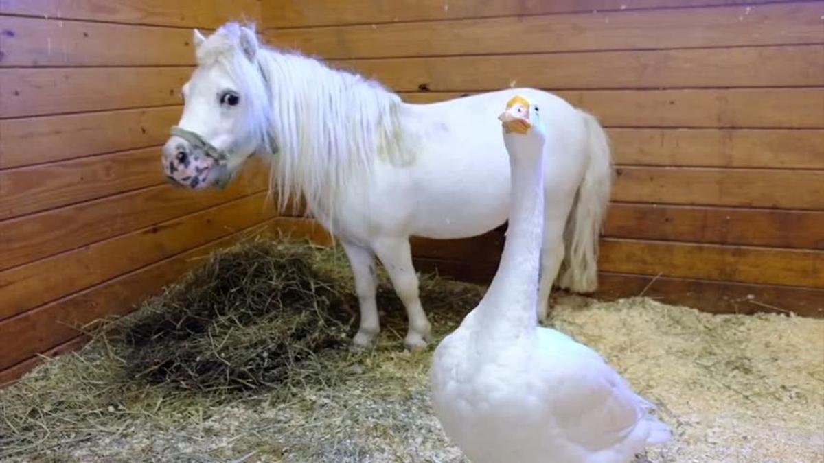 If You Want To Adopt A Miniature Horse You Ll Also Need To Adopt