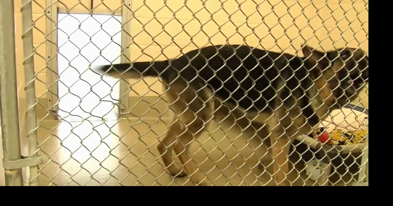 Clear the Shelter event at the Animal Rescue League | Pets | wfmz.com