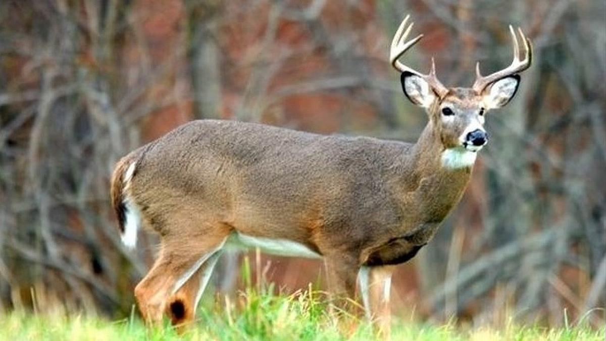 Pa Game Commission Recommends Deer Feeding Ban News Wfmz Com