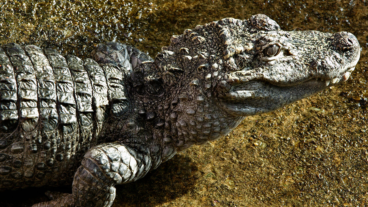 Alligator spotted in Susquehanna River | Pennsylvania News | wfmz.com