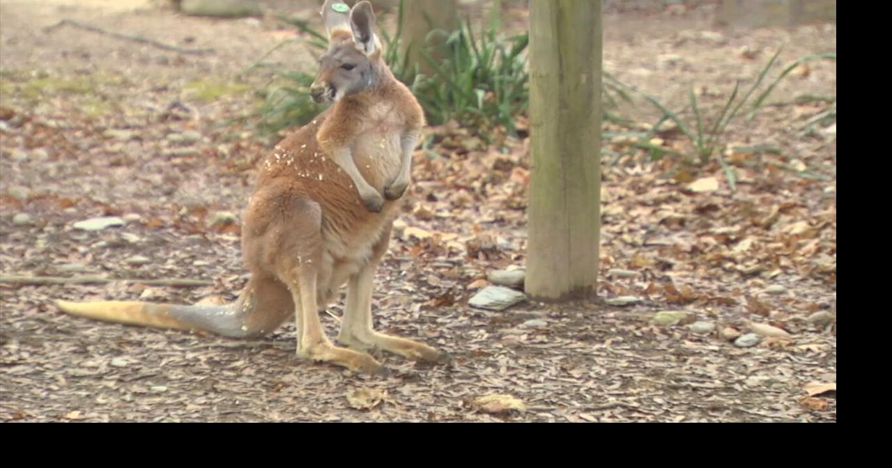 Jax the kangaroo reaches big milestone at Lehigh Valley Zoo Lehigh