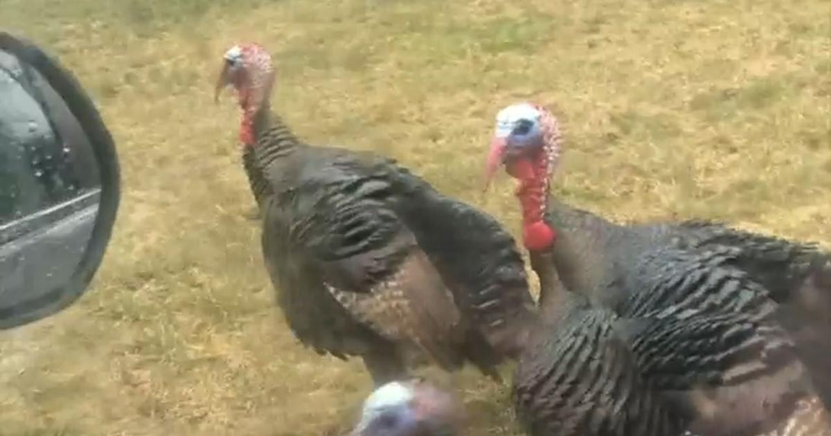 Turkeys Intimidating Aggressive turkeys 'intimidating' people near Boston | News | wfmz.com