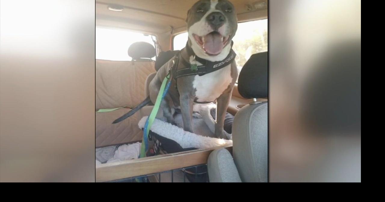 “They didn’t protect him’: Owners speak out after pit bull died in pet sitter’s care | Regional