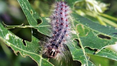 Gypsy Moths Eating Their Way Through Pennsylvania Foliage News Wfmz Com