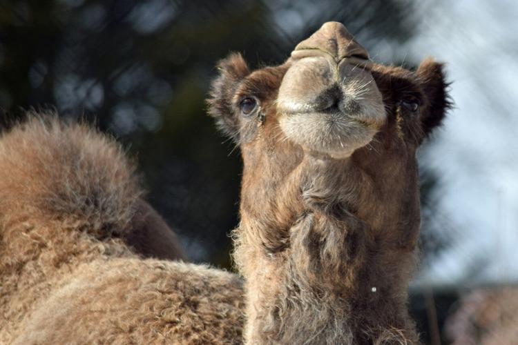 Lehigh Valley Zoo mourns passing of 27-year-old camel | Lehigh Valley ...