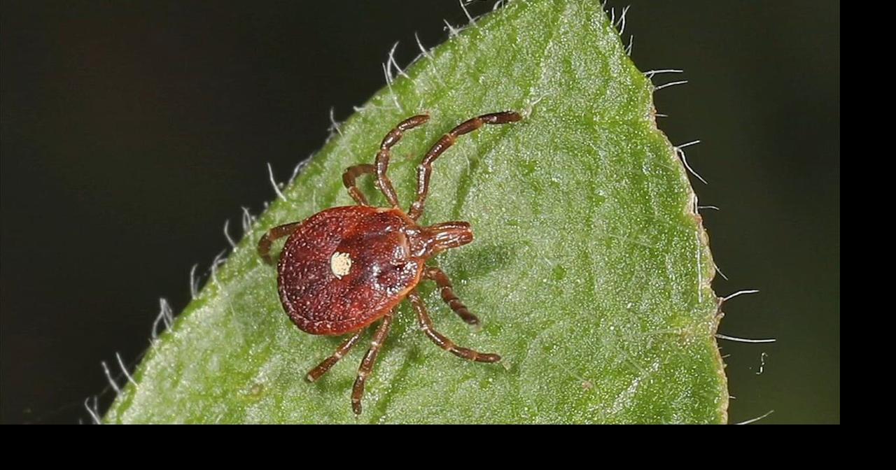 Beyond the bite: Tick-born meat allergies | Life Lessons | wfmz.com