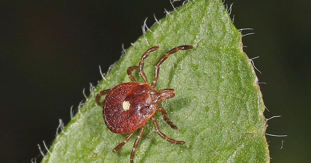 Beyond the bite: Tick-born meat allergies | Life Lessons | wfmz.com