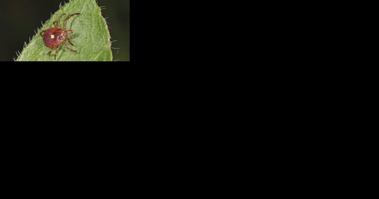 Beyond the bite: Tick-born meat allergies - Vimarsana News