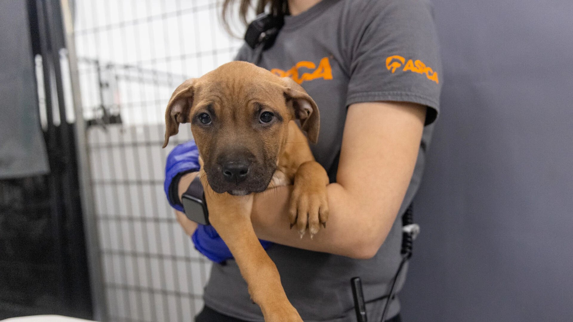 ASPCA helping authorities with suspected dogfighting case in West ...