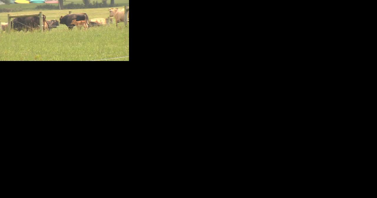 'The look this cow had in its eyes, it was wild' : Farmer describes moment he shot and killed 'aggressive heifer' on the loose near Kutztown University | Berks Regional News - Vimarsana News