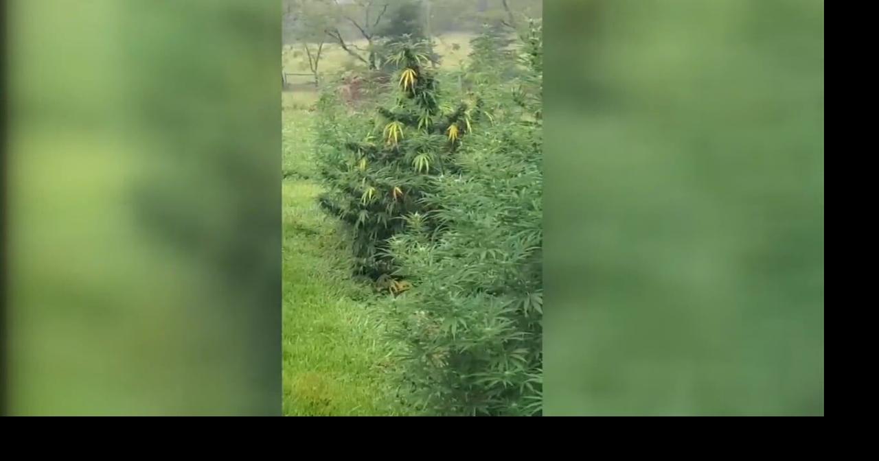 New legislation in Pa. threatens hemp growers, sellers with product bans and closures