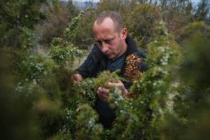 Wild Balkan berries keep gin taste steady as climate shifts