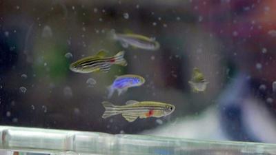 Health Beat: Kennedie and zebrafish fight cancer together